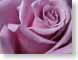 HBsterlingRose.jpg Flora Flora - Flower Blossoms closeup close up macro zoom pink photography