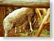 HFsheep.jpg Fauna food photography sheep lambs mammals animals hay straw feed