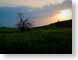 HFspringTree.jpg sunrise sunset dawn dusk Landscapes - Urban silhouettes photography