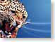 HLjaguar.jpg Fauna mammals animals blue jaguar mac os x 10.2