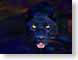 HLpanther.jpg Fauna felines cats animals black panther mac os x 10.3