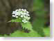IBKgarlicMustard.jpg Flora white Flora - Flower Blossoms green