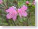 IBKjanusAzalea.jpg Flora Flora - Flower Blossoms green pink