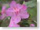 IBKmongoAzalea.jpg Flora Flora - Flower Blossoms green pink