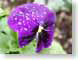 JB02Miranda.jpg Flora - Flower Blossoms purple lavendar lavender green closeup close up macro zoom dew water photography