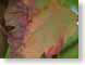 JB04Miranda.jpg Flora leaves leafs fall colors closeup close up macro zoom