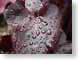 JB05Miranda.jpg Flora leaves leafs closeup close up macro zoom dew water burgundy photography