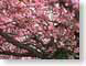 JBcherryBlossoms.jpg Flora Flora - Flower Blossoms trees forest woods woodlands pink