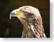 JByoungBateleur.jpg Fauna birds avian animals brown photography