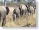 JCpachydermTails.jpg Fauna african elephants mammals animals photography