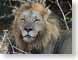 JG02lion.jpg Fauna felines cats animals african photography