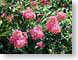 JGflowers.jpg Flora Flora - Flower Blossoms green pink