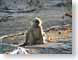 JGyoungBaboon.jpg Fauna african monkey monkies primates mammals photography