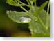 JKMdroplet.jpg Flora Still Life Photos green closeup close up macro zoom dew water photography