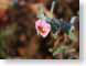 JKMfrostyFlower.jpg Flora - Flower Blossoms closeup close up macro zoom pink photography