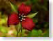 JKMmaineTrillium.jpg Flora - Flower Blossoms leaves leafs closeup close up macro zoom red photography