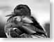 JKMmallard.jpg Fauna birds avian animals black and white bw grayscale black & white photography