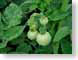 JKgreenTomatoes.jpg Flora gardens green closeup close up macro zoom photography