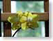 JKyellowOrchid.jpg Flora Flora - Flower Blossoms closeup close up macro zoom photography