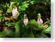 JM3ladySlippers.jpg Flora Flora - Flower Blossoms leaves leafs green photography