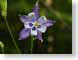 JMpurpleColumbin.jpg Flora Flora - Flower Blossoms green closeup close up macro zoom photography
