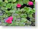 JMsummerPond.jpg Flora water Flora - Flower Blossoms leaves leafs lily pads hyacinths iris