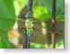 JN02dragonfly.jpg Fauna insects bugs green closeup close up macro zoom photography wing