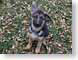 JNlanaVonFenwald.jpg Fauna Portraits canine dogs animals photography