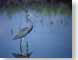 JPOheron.jpg Fauna birds avian animals lakes ponds water loch blue
