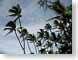JPRcoconutPalms.jpg Flora clouds trees forest woods woodlands palm trees hawai'i hawaiian islands photography