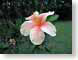 JPRhibiscus.jpg Flora - Flower Blossoms green closeup close up macro zoom pink hawai'i hawaiian islands photography