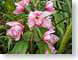 JPRorchids.jpg Flora - Flower Blossoms closeup close up macro zoom photography pink green leaves leafs hawai'i hawaiian islands