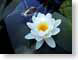 JRSwaterlily.jpg Flora white Flora - Flower Blossoms photography