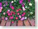 JRflowerBricks.jpg Flora Flora - Flower Blossoms purple lavendar lavender pink red bricks brick wall