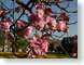 JRimperialGarden.jpg Flora Flora - Flower Blossoms pink photography