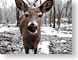 JRohDear.jpg Fauna mammals animals snow white winter