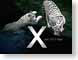 JStiger.jpg Logos, Mac OS X Fauna mammals animals white