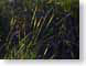 JTcattails.jpg Flora nature fall colors grass