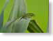 JTgreenanole.jpg Fauna reptiles animals leaves leafs lizards reptiles animals