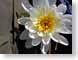 KBwhiteFlower.jpg Flora white Flora - Flower Blossoms yellow closeup close up macro zoom photography