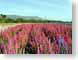 KEoxnardFlowers.jpg Flora Flora - Flower Blossoms Landscapes - Rural california spring