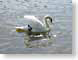 KHWserenitySwan.jpg Fauna birds avian animals lakes ponds water loch