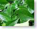 KHblackWidow.jpg Fauna Flora leaves leafs spider webs spiderwebs green closeup close up macro zoom