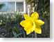KHdaffodil.jpg Flora Flora - Flower Blossoms yellow closeup close up macro zoom photography