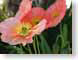 KNpoppy.jpg Flora Flora - Flower Blossoms california