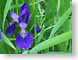 KSMiris.jpg Flora Flora - Flower Blossoms purple lavendar lavender green photography