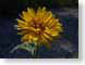 KZwildFlower.jpg Flora Flora - Flower Blossoms summertime yellow