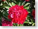 LBpinkPeony.jpg Flora Flora - Flower Blossoms colors colours green red peony peonies paeonia
