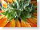 LDlastSunflower.jpg Flora Flora - Flower Blossoms green orange
