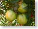 LDlateTomatoes.jpg Flora gardens green